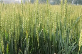 绵麦312小麦栽培技术要点，中抗白粉病