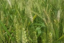 绵紫麦2号小麦栽培技术要点，属紫色小麦品种