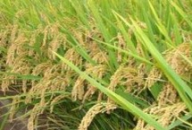 Z两优丝苗水稻栽培技术要点，亩秧田播种量10-15千克