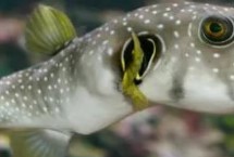 河豚怎么繁殖，可能是应激反应导致的