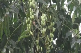 香椿树的养护方式，是植株的正常生理活动