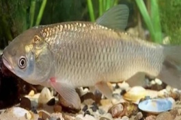 草鱼什么时候开口吃食，一定要先确定原因再对症下药