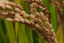 安优粤农丝苗水稻栽培技术要点，秧田亩播种量10千克左右