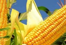 金耕101玉米栽培技术要点，春播期清明至谷雨节令播种