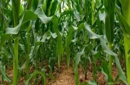 永珍七号玉米栽培技术要点，纹枯病接菌鉴定为中抗