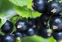 黑加仑的保存时间，黑加仑的颜色接近黑色、蓝莓通常呈蓝色