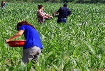 玉米出苗多久才能施肥，不同生长阶段所需肥量不同