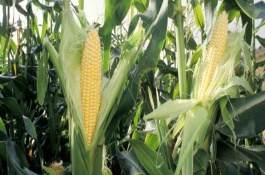 先甜糯868玉米栽培技术要点，注意防涝抗旱及病虫害防治