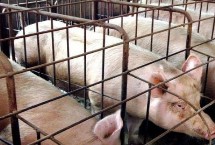 秋冬季节猪呼吸系统染病特点，可用生姜、大蒜、大葱和板蓝根煎水灌服