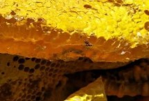 枣花蜜如何正确保存，一般为浅琥珀色或浅黄色