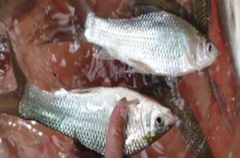 鲮鱼的生活习性，是常见的中下层淡水鱼类