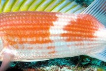 鱼类常用药物有哪些，患病的原因不同药物使用也不同