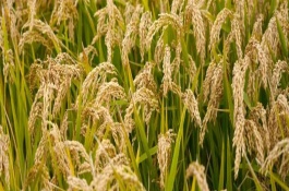简两优10水稻栽培技术要点，全生育期126.1天