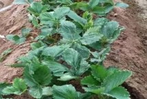 草莓的浇水技巧，可根据土壤和叶片来判断