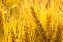 中植16号小麦栽培技术要点，中抗白粉病