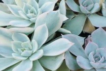 多肉植物可以放在卧室里面养吗，常见以下9种