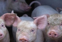 猪肉价格为什么会连续上涨，原因是需求量增加、市场供应偏紧