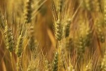 唐麦76小麦栽培技术要点，注意防治病虫害