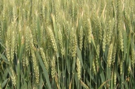 黔麦21号小麦栽培技术要点，地势较高地区可提早些播种