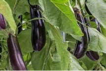 茄子顶部开裂的原因，浇水不均匀可能会导致