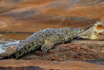 鳄鱼攻击人吗，是一种脊椎类爬行肉食动物