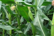 中冠708玉米栽培技术要点，适宜播期为6月10日～25日