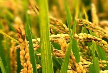 隆两优1377的产量表现，平均亩产482.02千克