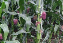 合玉158玉米栽培技术要点，适宜播种期4月末至5月上旬