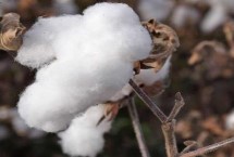 冈棉10号棉花栽培技术要点，4月上中旬播种