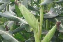 景玉787玉米栽培技术要点，适宜种植密度4500株/亩