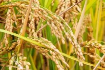 滇禾优615水稻栽培技术要点，综合防治病虫害