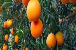 哪里产出的脐橙比较好吃，公脐橙的肚脐较小、母脐橙的肚脐较大且凹陷