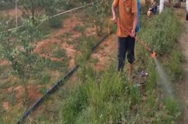 除草剂混用注意事项，交替使用不同的药物可避免杂草产生抗性