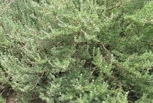 四合木有什么保护价值，在恶劣环境下存活至今