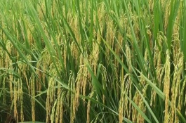 亚两优598水稻栽培技术要点，每亩有效穗数16.1万穗