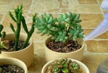 夏天多肉有哪些常见问题，春秋季节每隔3-4天浇1次即可