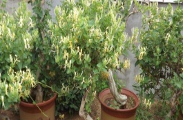 金银花怎么养成老桩，有较强的耐寒能力不怕冻