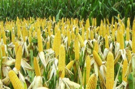 雅玉219玉米品种介绍，生育期121.9天