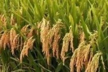 T两优131水稻栽培技术要点，秧田亩播种量8-10千克