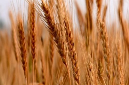 邯麦16号小麦栽培技术要点，与对照品种良星99相当