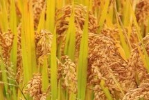 粤良珍禾水稻栽培技术要点，晚造全生育期112～114天