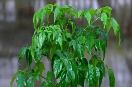 幸福树叶子一碰就掉怎么处理，适合它生长的温度在20-30℃