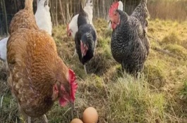 母鸡吃玉米容易下蛋吗，可能是缺乏蛋白质或氨基酸不平衡