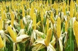 金产5玉米栽培技术要点，出苗至成熟112天