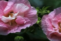 芙蓉花的花语是什么，可能是受到温度、土壤、光照等因素的影响