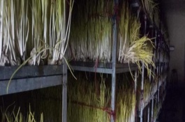 蒜黄种一次能收多少次，播种时要尽可能密植