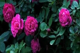 蔷薇花浇水依据与判断，夏季10天就可以浇一次水