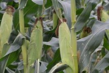 联农106玉米栽培技术要点，适宜播种期4月下旬—5月上旬