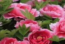 牡丹食用品种，主要包括凤丹牡丹、紫斑牡丹