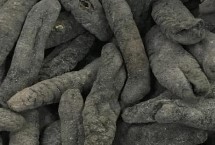 乌参的产地，我国主要分布在海南岛